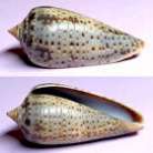 Conidae : Conus cinereus