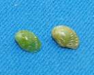 2 smaragdia rangiana , 6,5 mm des Philippines