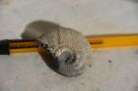grande ammonite Kosmoceras  proniae callovien Ryasan Russie