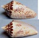 Conidae : Conus ximenes